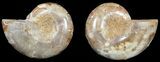 Cut & Polished, Agatized Ammonite Fossil - Jurassic #53833-1